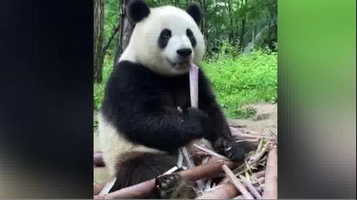 网红熊猫吃竹笋视频播放