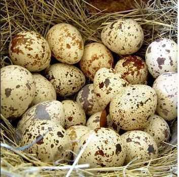 卵卵吃瓜,揭秘网络热词背后的趣味与思考