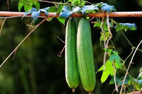 吃瓜三棍,揭秘娱乐圈背后的那些事儿