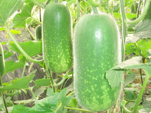 立秋吃瓜瘦吃窝瓜胖,吃瓜瘦还是吃窝瓜胖？揭秘秋季饮食之谜