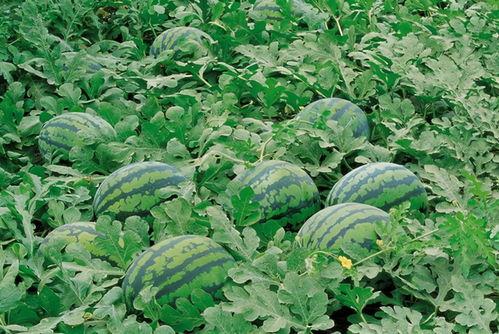 吃瓜花托的心情说说,花托的甜蜜心情之旅