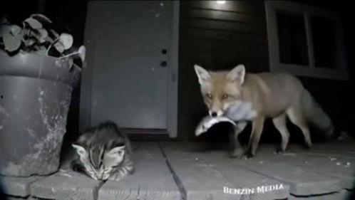 头条最火的动物,揭秘头条最火宠物的魅力与影响力