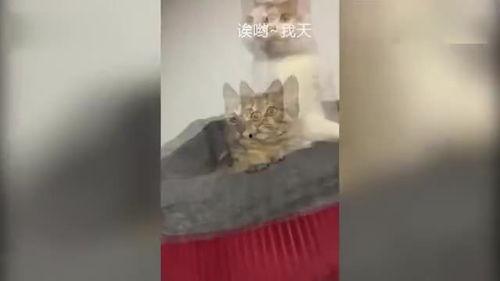 猫咪围观吃瓜视频大全免费观看,萌态百出免费观看大盘点