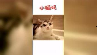 头条上有名的宠物杂志,揭秘热门宠物杂志的精彩内容