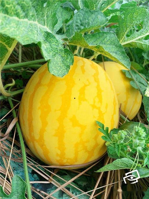 广州 吃瓜,瓜果飘香，品味生活百态