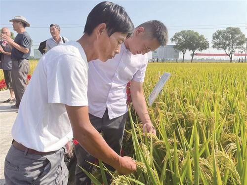 嵊州吃瓜新闻,揭秘当地奇特风俗背后的故事