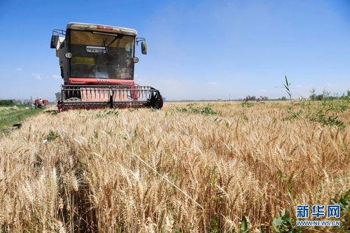 麦子收割微头条,麦子收割微头条展现农村新景象