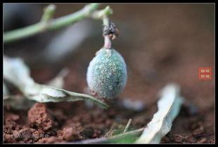 农村人吃瓜vs城里人吃瓜,农村人吃瓜与城里人吃瓜的趣味对比