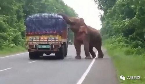 今日头条大象说车