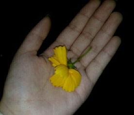 恶心吃瓜视频大全,恶心吃瓜视频大全，揭秘娱乐圈幕后真相