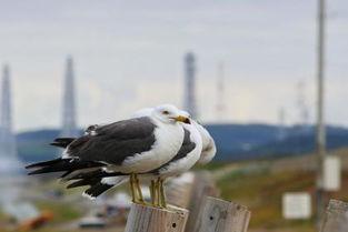 4月24日出生的明星,揭秘4月24日诞生的璀璨明星